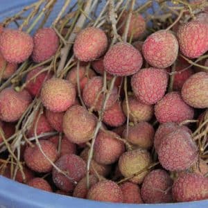 Litchies - Lytchee fruits