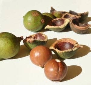 Macadamia ternifolia - Noix de Macadamia - Boutique Végétale