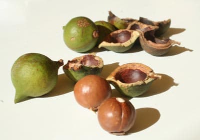 Noix de macadamia avec coque – Les Trésors du Vietnam