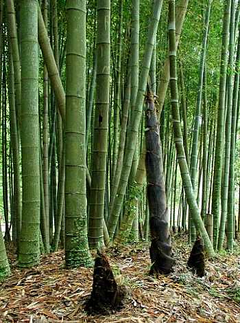 Graines de Bambusa arundinacea - Bambou géant - Boutique Végétale
