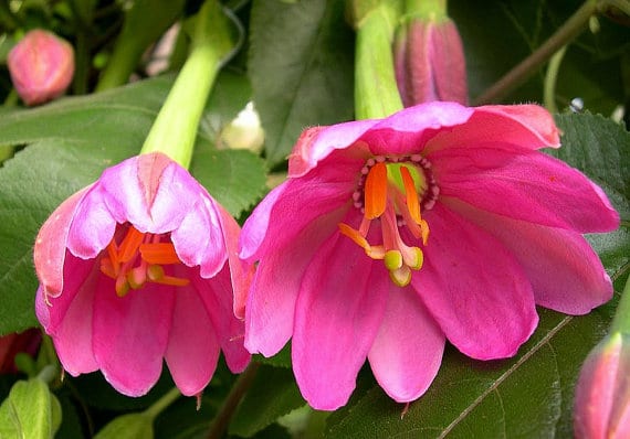 Fleur de la passion rouge - Vente Passiflora alata