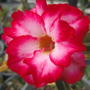 Adenium Obesum Sukuom - Rose du désert