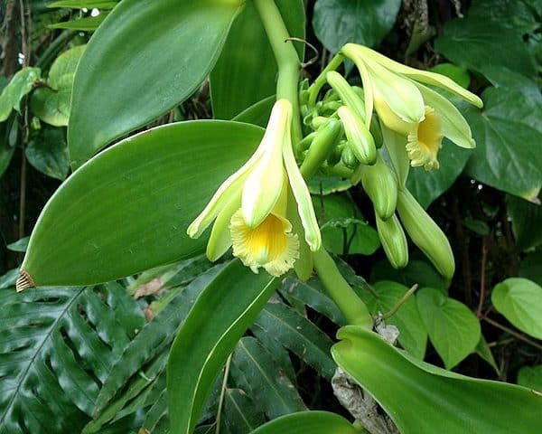 Vanilla-planifolia - Inflorescence