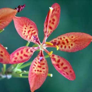 Belamcanda chinensis - Fleur léopard