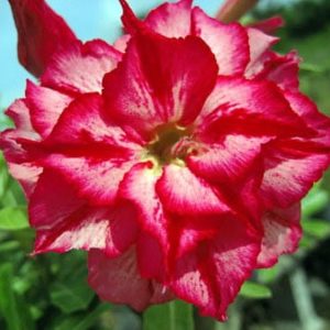Adenium Obesum Chatpilin - Rose du désert