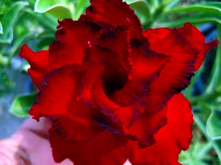 Rose Du DéSert Bulbes,Graines Rose Du DéSert,Adenium Obesum Mix,Simple à  Planter,Plantes Florales Vivaces,Fleurs Et Plantes Tropicales, Faible  Entretien-2bulbe,d : : Jardin