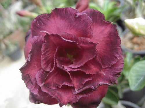 Graines Rose du désert - Adenium Obesum (x10 graines)