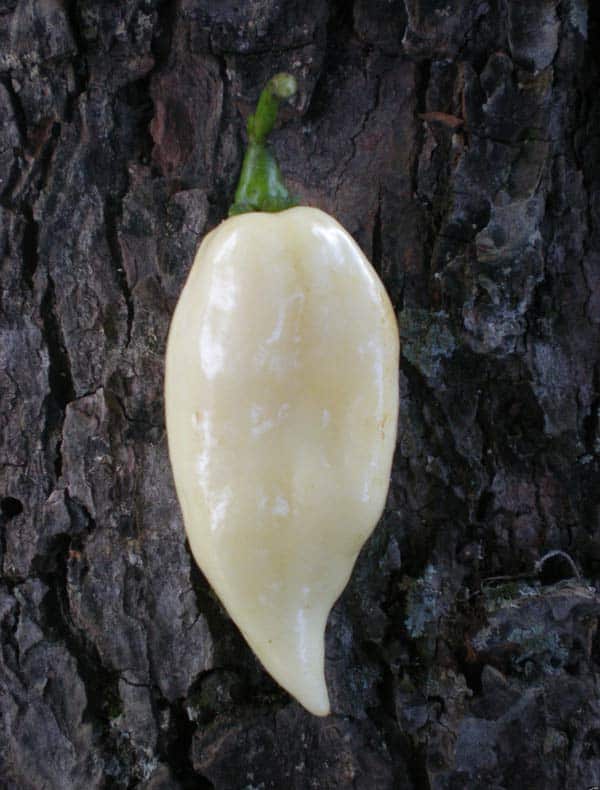 Piment Ghost
