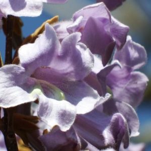 Paulownia tomentosa - Détails d'une fleur
