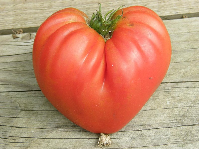 Beefsteak Tomato 'Coeur de Boeuf', Solanum lycopersicum
