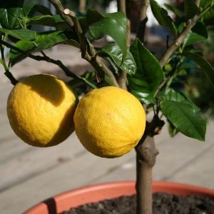 Bergamote - Citrus bergamia