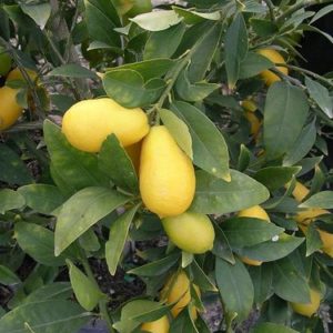 Lemonquat