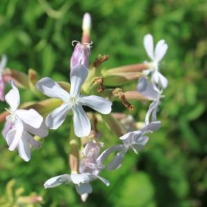 Saponaria officinalis - Saponaire officinale - Herbe à savon