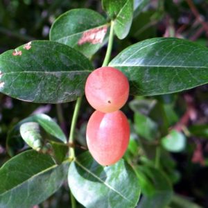 Prunier du Natal - Carissa macrocarpa