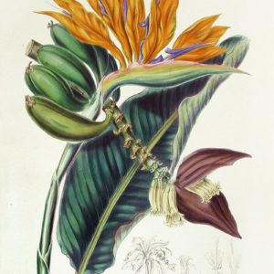Strelitziaceae - Famille des Strelitziacées