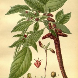 Famille des Amaranthaceae, Amaranthacées
