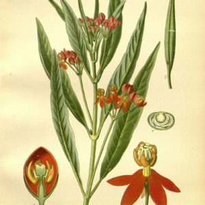 Asclepiadaceae - Famille des Asclepiadacées