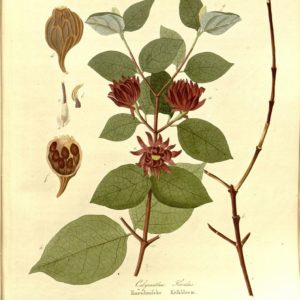 Famille des Calycanthaceae - Calycanthacées