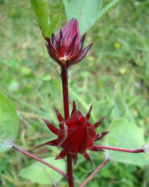 Fleurs d'hibiscus rouge (bissap)