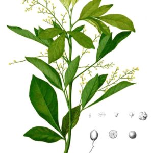 Famille des Meliaceae - Meliacées