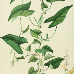 Famille des Polygonaceae - Polygonacées