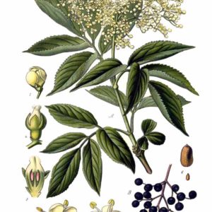 Adoxaceae - Famille des Adoxacées