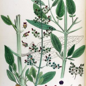 Famille des Scrophulariaceae, Scrophulariacées