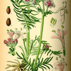 amille des Valerianaceae - Valerianacées
