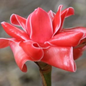 Etlingera Elatior rouge - Rose de porcelaine rouge