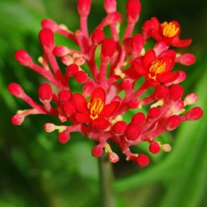 Jatropha multifida - Plante corail