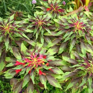 Amaranthus tricolor - Amarante tricolore