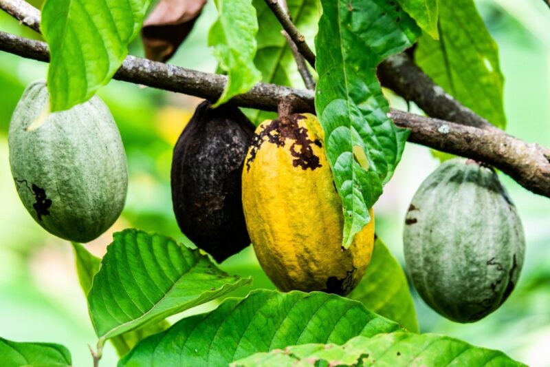 Cabosses de cacao immatures sur cacaoyer