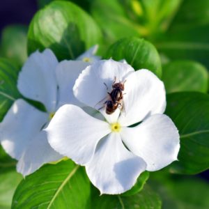 Vinca rosea Little Blanche - Pervenche de Madagascar Little blanche