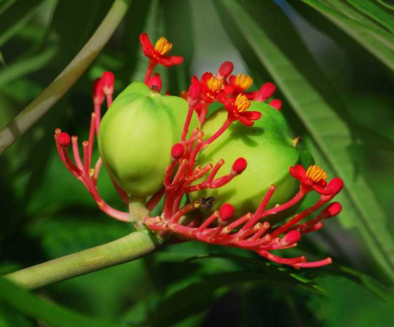 Catalogue Graines Et Plantes Tropicales Boutique Végétale