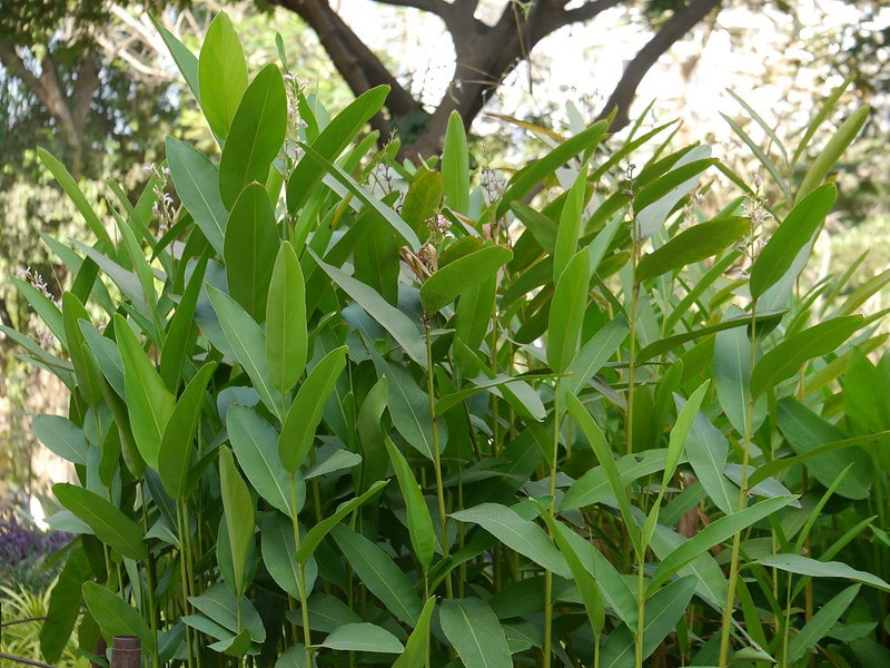 Rhizome d'Alpinia galanga - Galanga à épice - Boutique Végétale