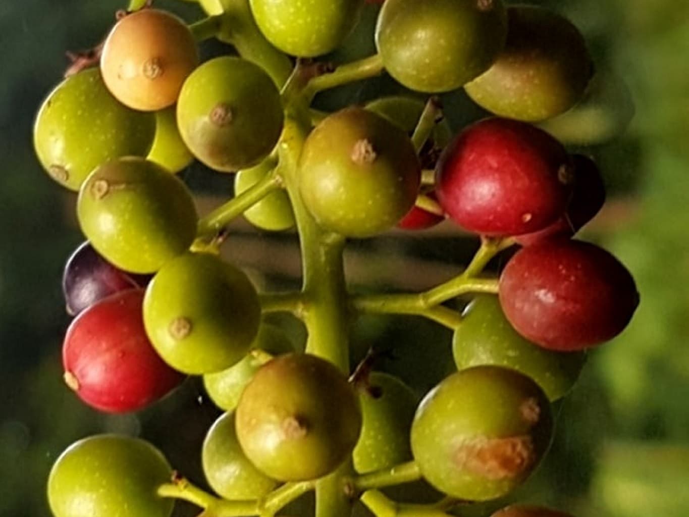Alpinia galanga - Grand Galanga - Vivace rhizomateuse  médicinale,ornementale, aromatique.