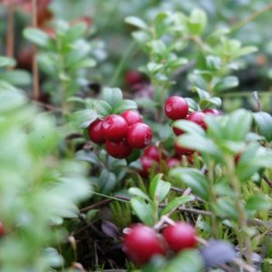 Canneberge, Airelle à gros fruits - Vaccinium macrocarpon - Le Jardin du  Pic Vert