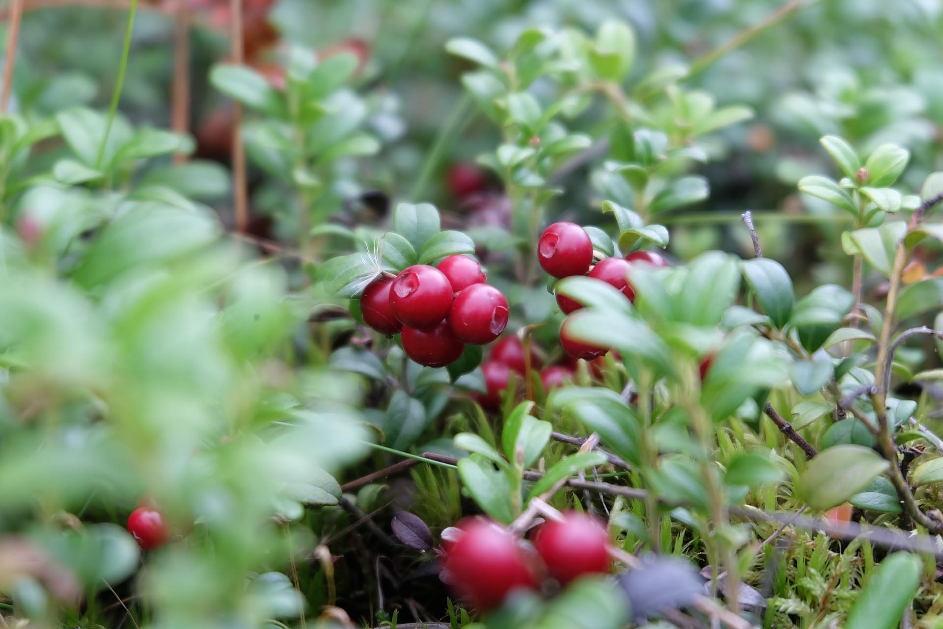 Canneberge, cranberry : plantation, récolte, bienfaits - Promesse de Fleurs