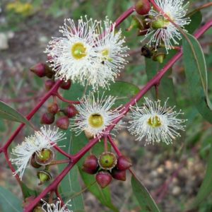 Eucalyptus camaldulensis - Détails des fleurs