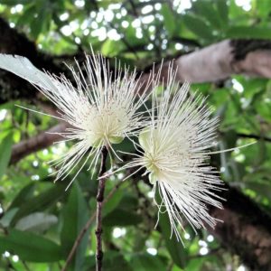 Fleurs de Syzygium jambos ou Jamrosat