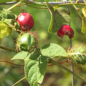 Passiflora foetida var. foetida - Détail des fruits