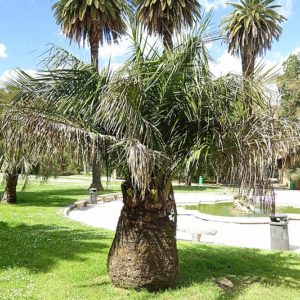 Specimen de cocotier du Chili, Jubaea chilensis