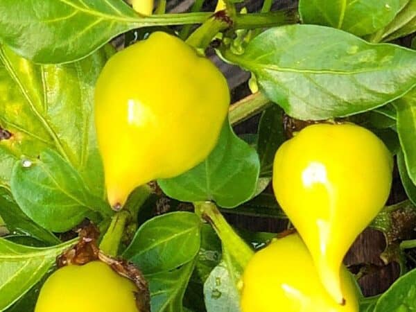 Biquinho jaune - Détail des piments, fruits