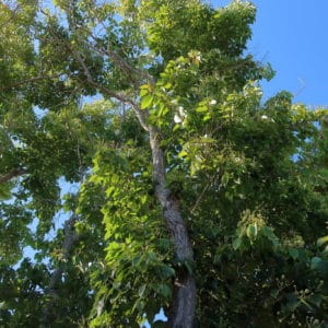 Camptotheca acuminata - Vue de l'arbre et du tronc