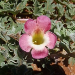 Harpagophytum procumbens - Détail d'une fleur