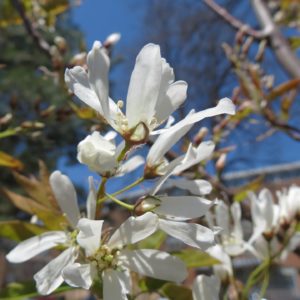 Magnolia kobus - Magniolia de Kobé ou magniolia japonais