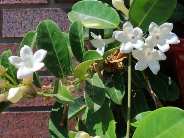 Stephanotis floribunda ou Jasmin de Madagascar - Vue de la plante