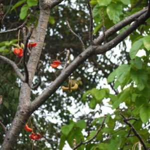 Sterculia villosa - Vue de l'arbre