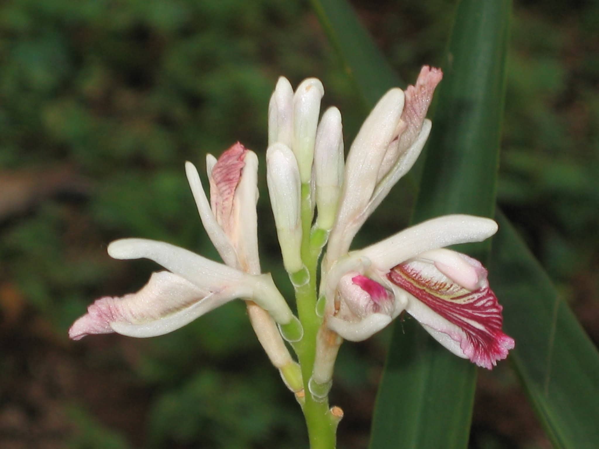 Alpinia officinarum