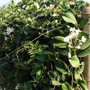 Graines de Marsdenia floribunda, Graines de Jasmin blanc d'hiver